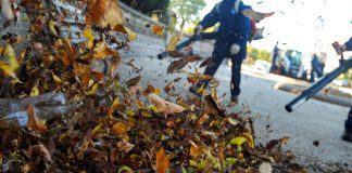can leaf blowers damage plants or grass 5