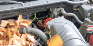 can i use a leaf blower to clear leaves from my cars engine bay