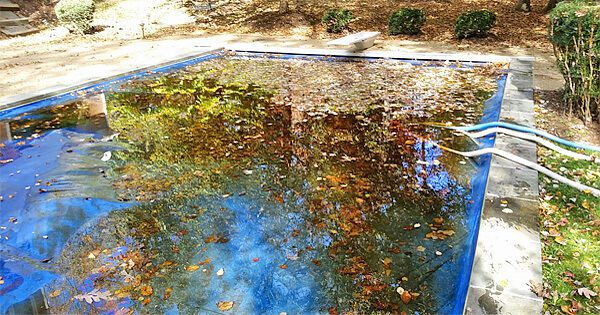Are Gas Leaf Blowers Suitable For Removing Leaves From Pool Water?